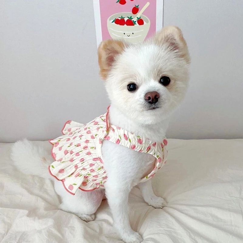 Skirt Teddy Puppy Summer Clothes Pet Small Puppy Pomeranian Yorksia Cat Spring Summer Thin Style
