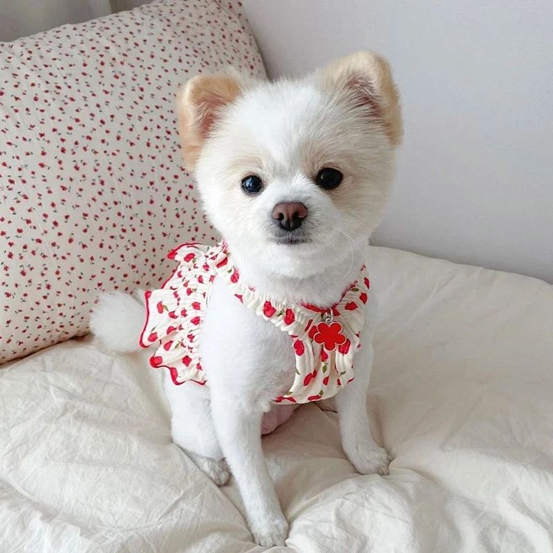 Skirt Teddy Puppy Summer Clothes Pet Small Puppy Pomeranian Yorksia Cat Spring Summer Thin Style